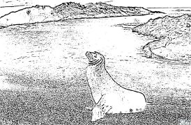 seals Coloring Pages To Print